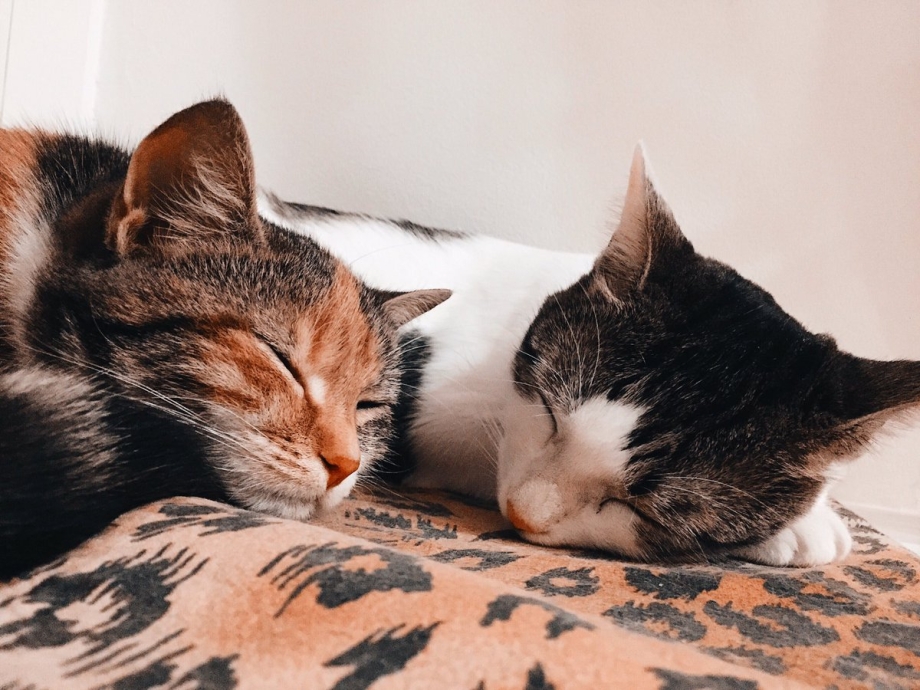 Котики засыпают вместе