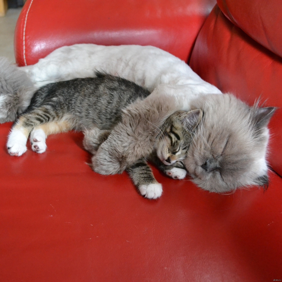 Кошка с котятами