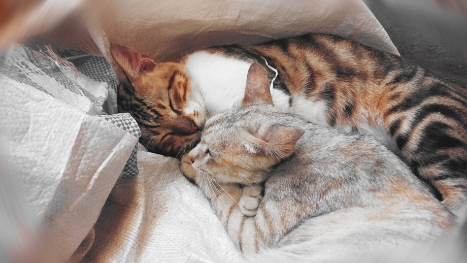 Кошечки спят в обнимку