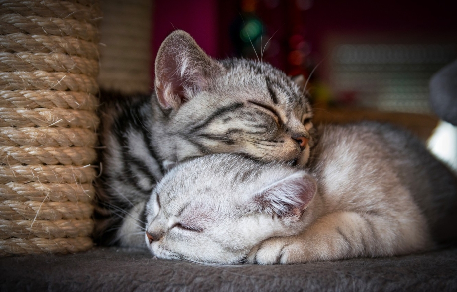 Котики спят вместе