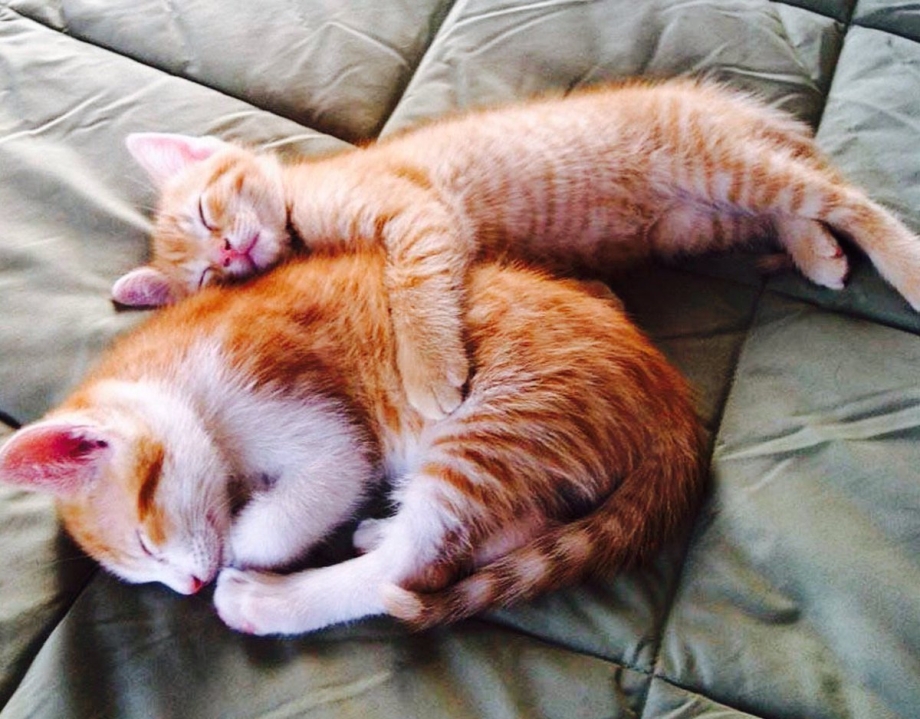 Кошки обнимашки