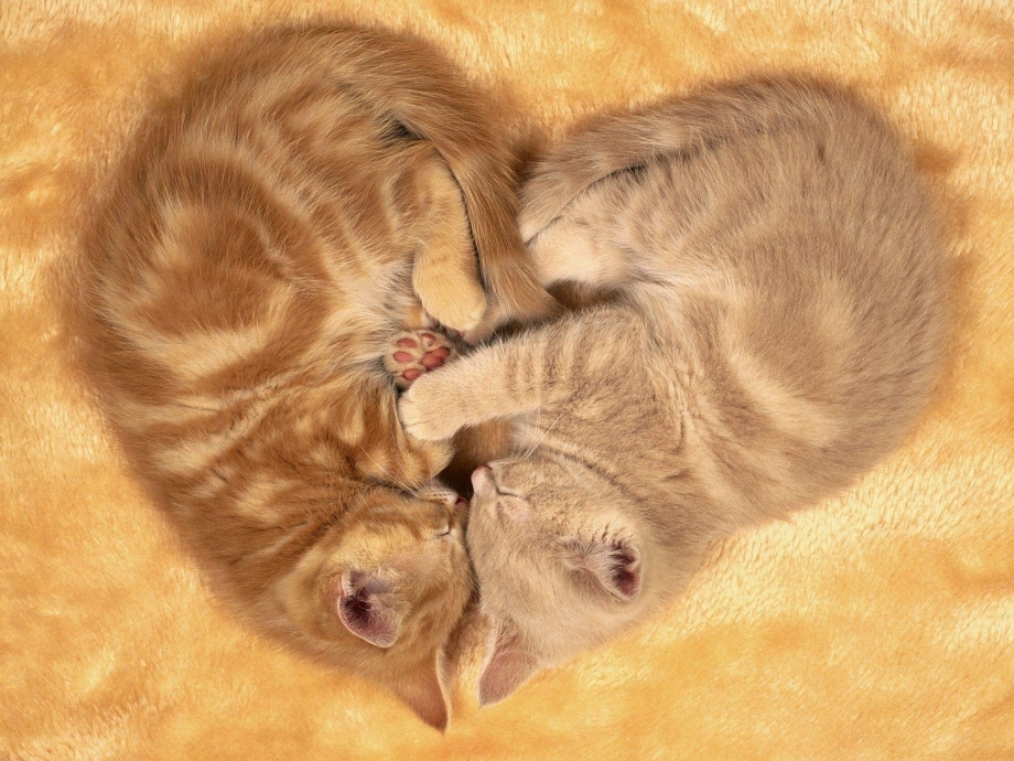 Котенок с сердечком
