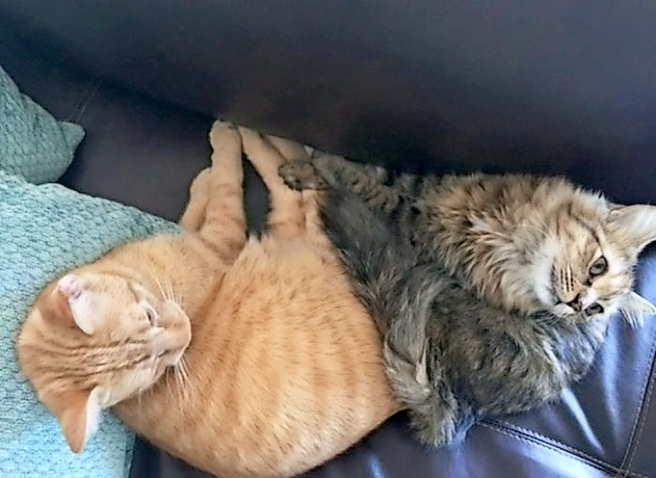 Коты сонные вместе с котом рядом