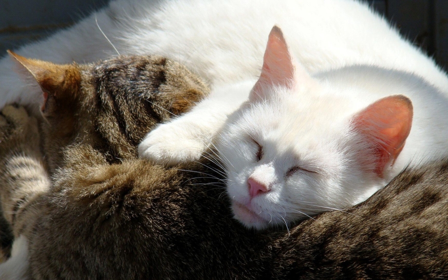 Кошки обнимашки
