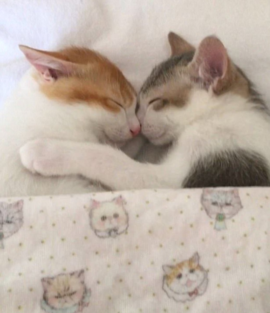Котятки спят в обнимку
