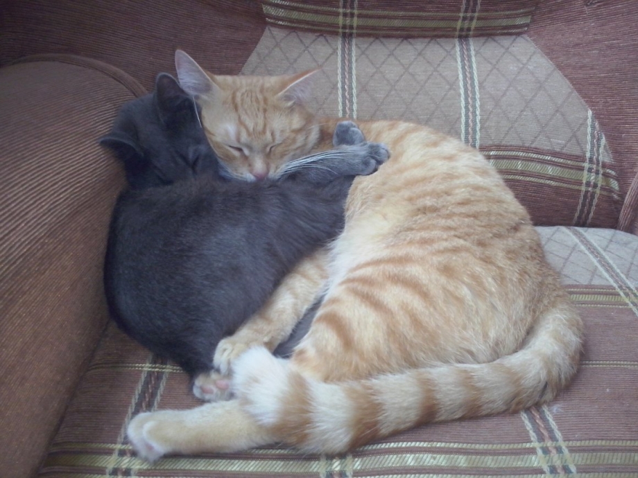 Коты обнимаются