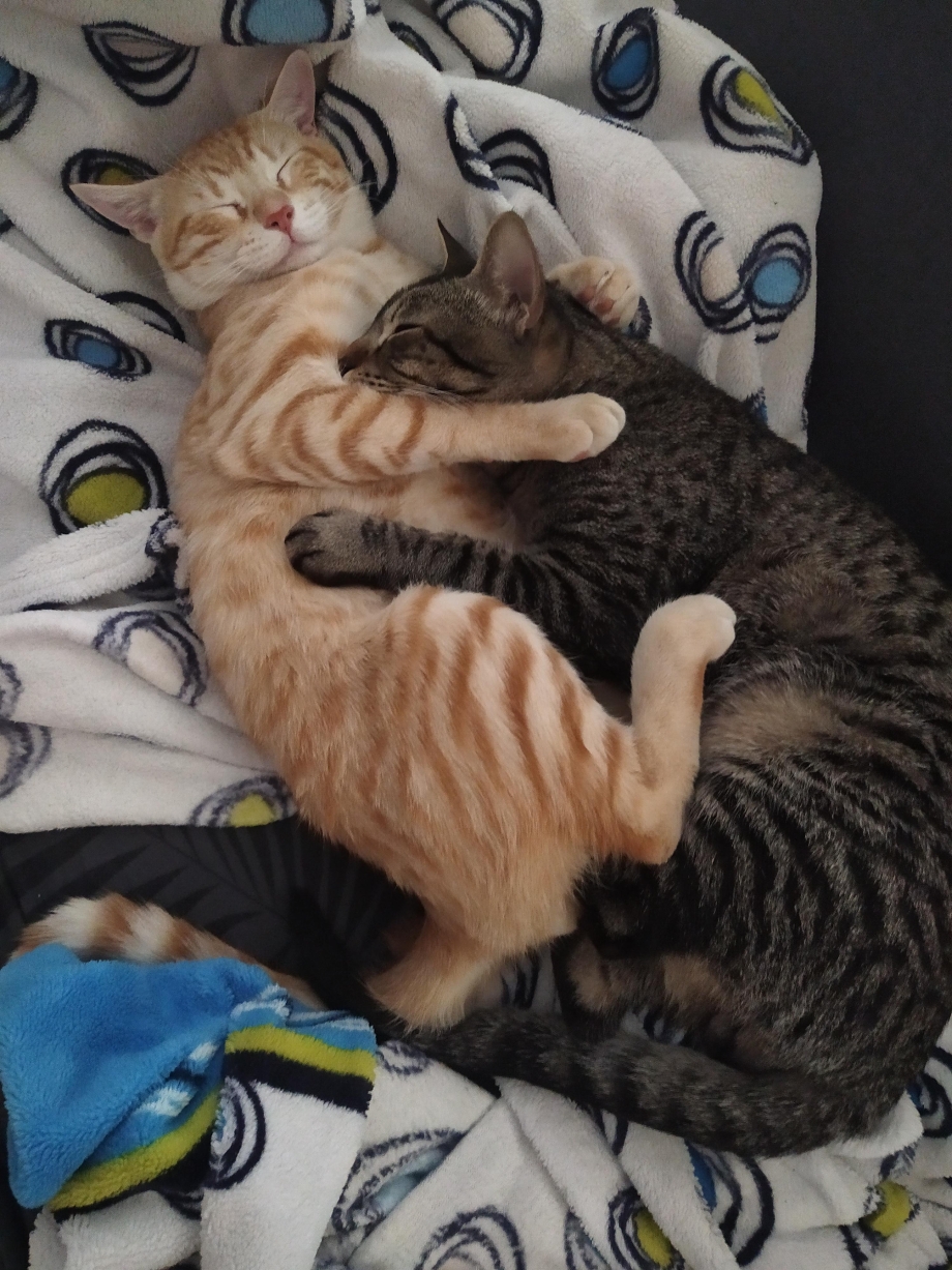Спящие в обнимку коты