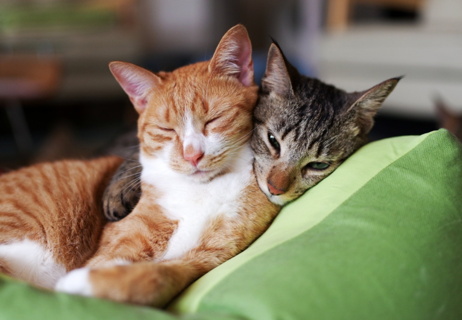 Котики вместе