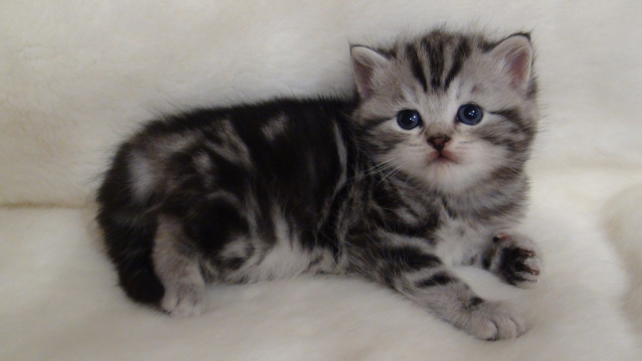Шотландская прямоухая котенок