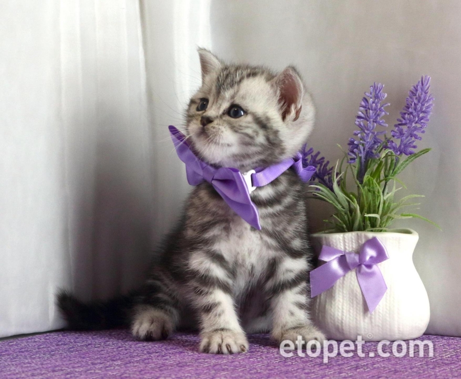 Котята Шотландские скоттиш страйт серебристый мраморный