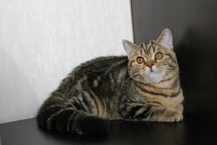 Скоттиш страйт мраморный черный