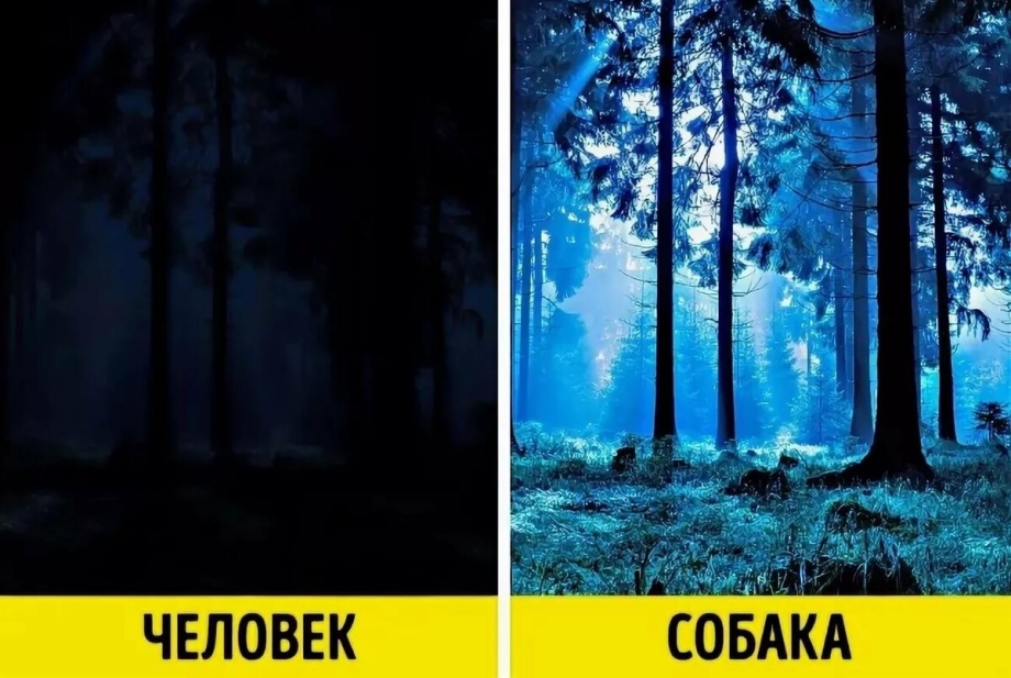 Как видят собаки в темноте