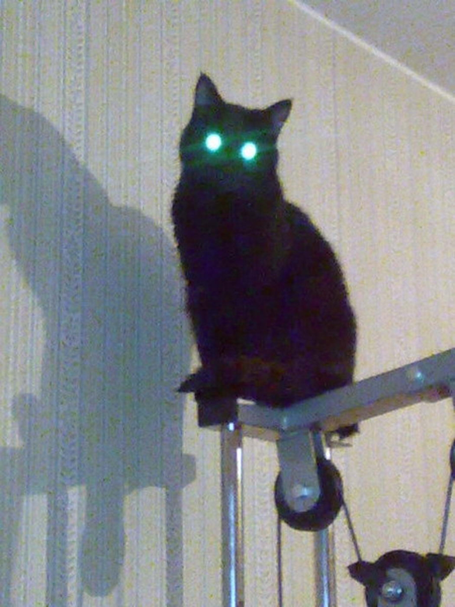Кот со светящимися глазами