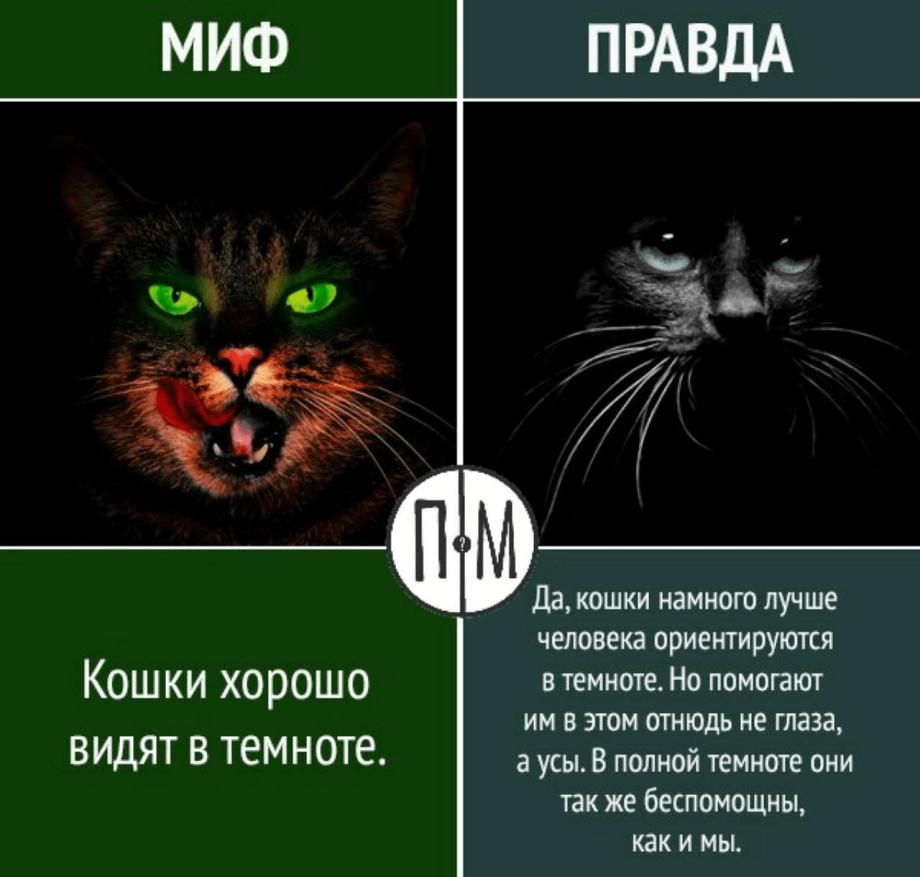 Зрение кошек в темноте