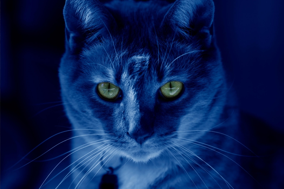 Кошки с ночным зрением