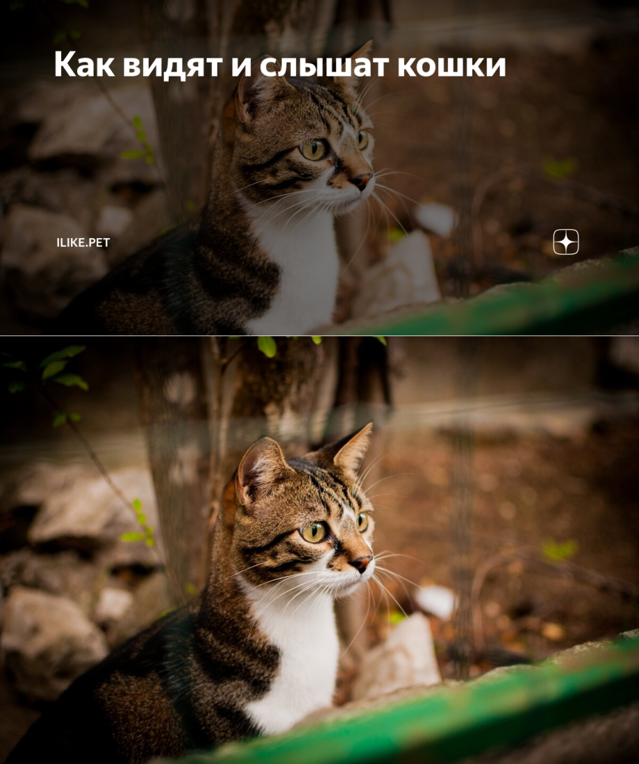 Как нас видят коты