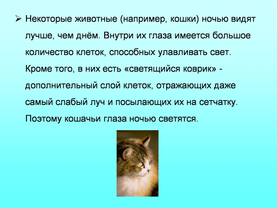 Как видят мир животные