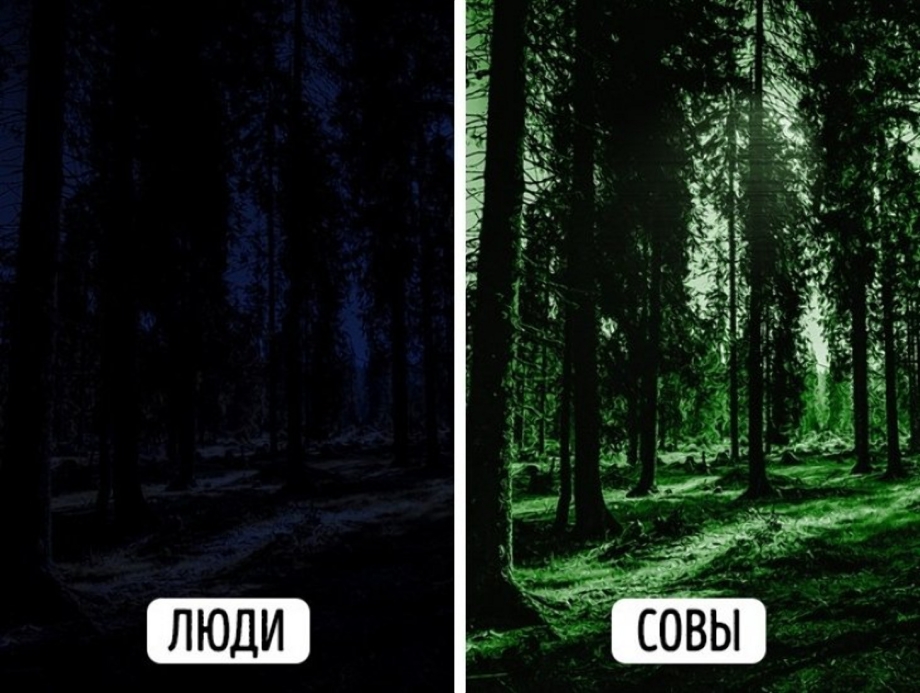 Кот в темной комнате