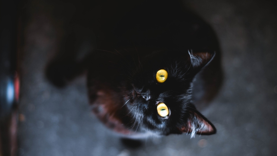 Темная кошка