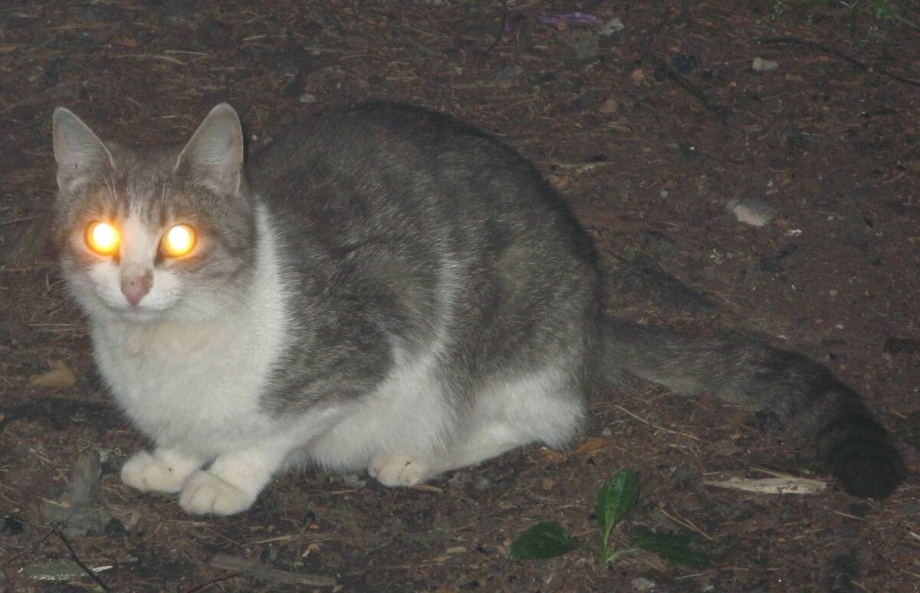 Кот со светящимися глазами