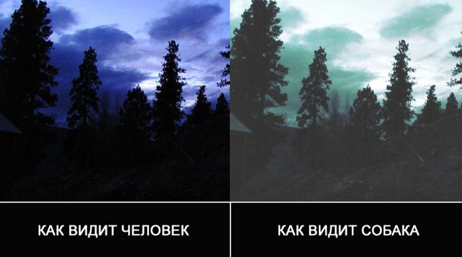 Как видят собаки наш мир