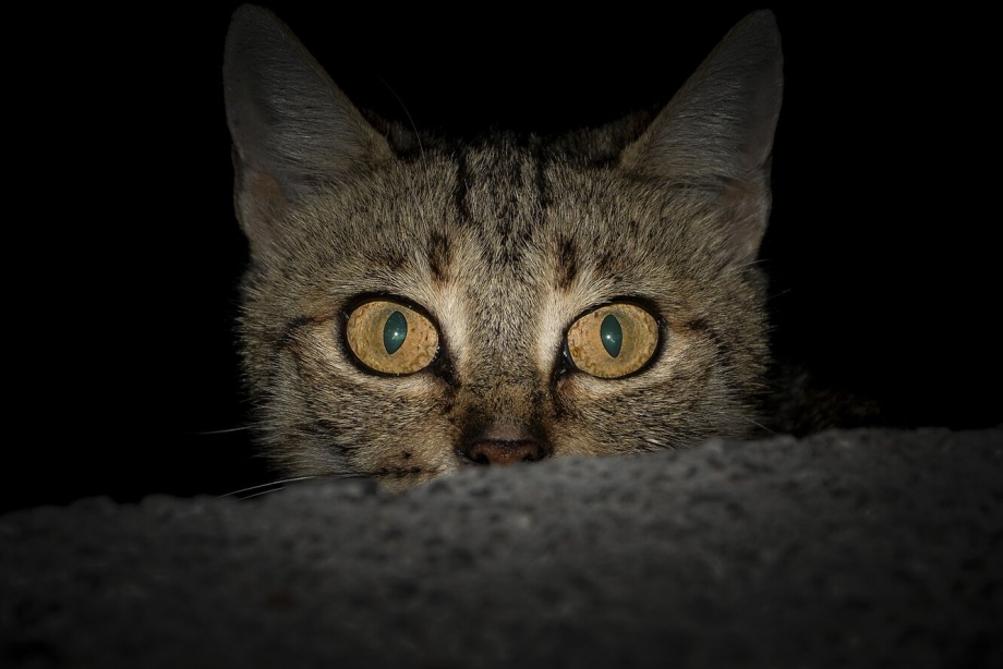 Черная кошка в темноте