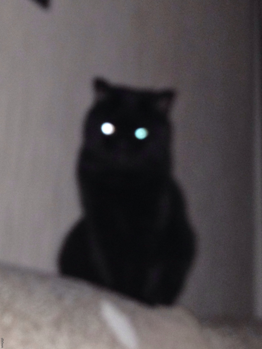Кот со светящимися глазами