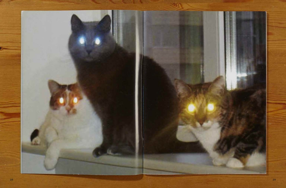 Коты светятся глаза