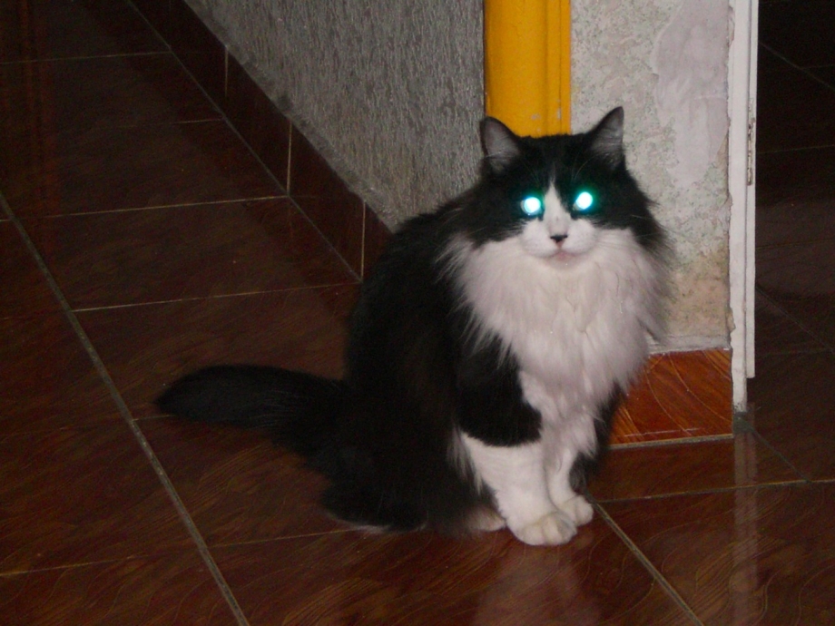 Кот со светящимися глазами