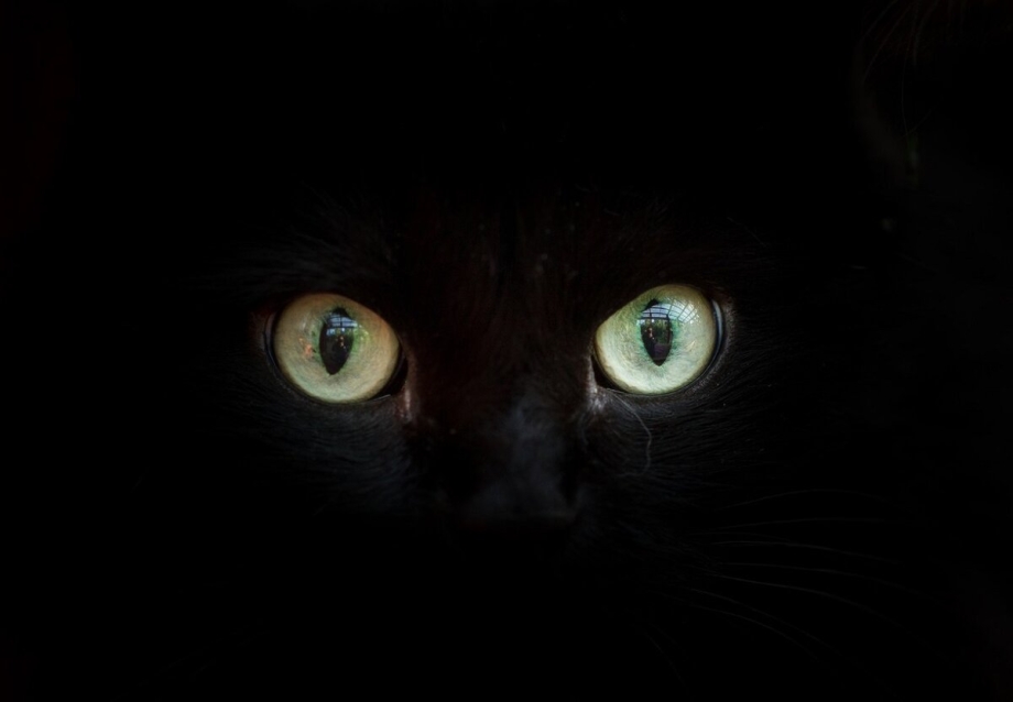 Коты со светящимися глазами