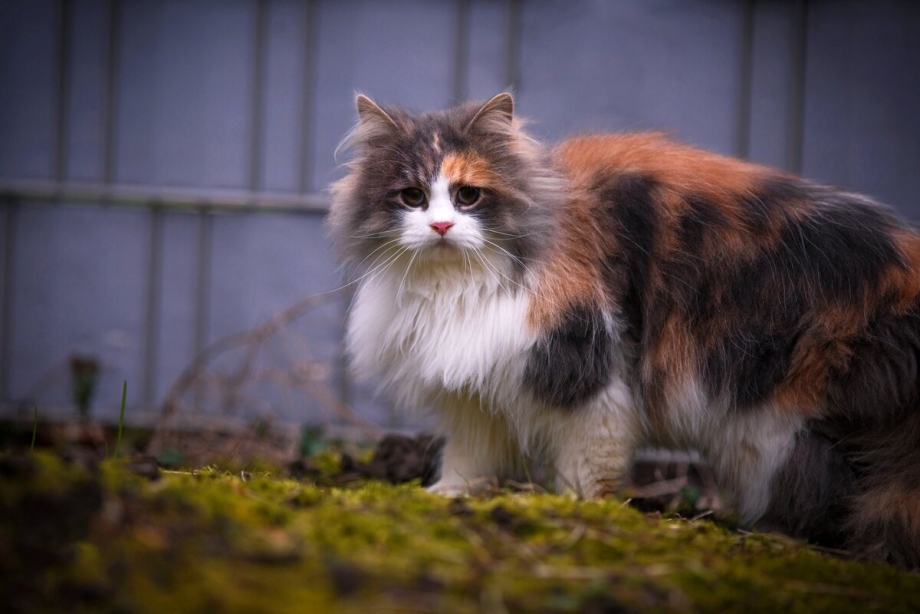 Сибирская трехшерстная кошка