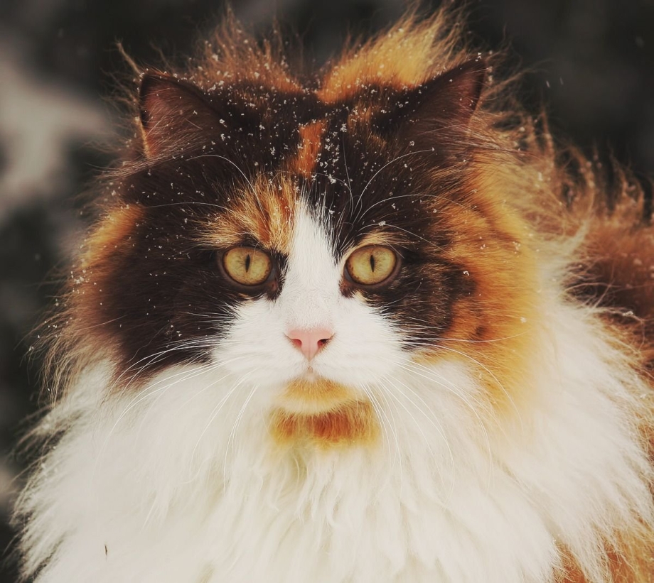 Норвежская Лесная кошка черепаховая