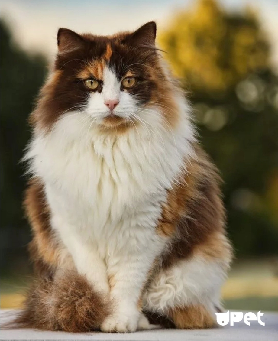 Норвежская Лесная кошка трехцветная