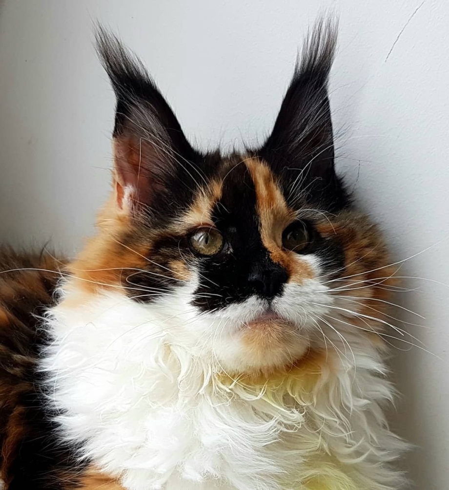 Норвежская трехцветная кошка