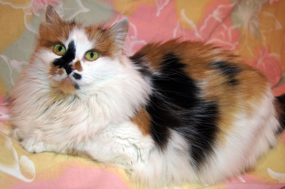 Трёхцветная кошка Сибирская кошка