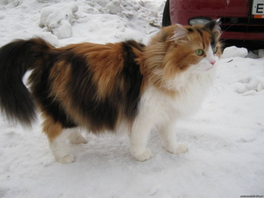 Сибирская трехшерстная кошка