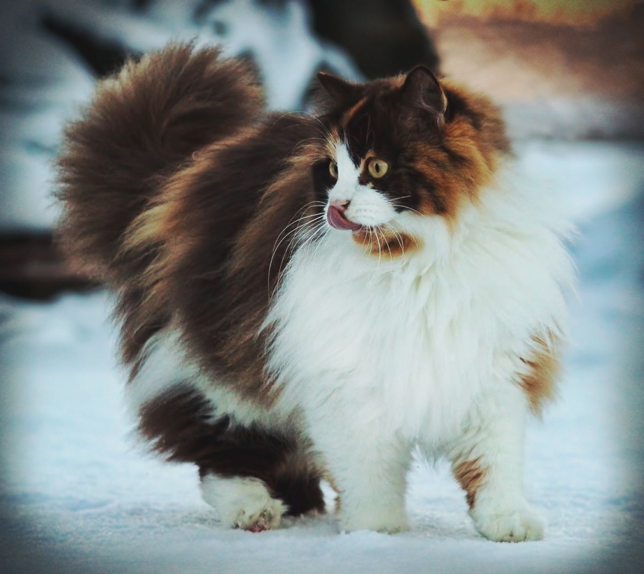 Норвежская Лесная кошка Калико