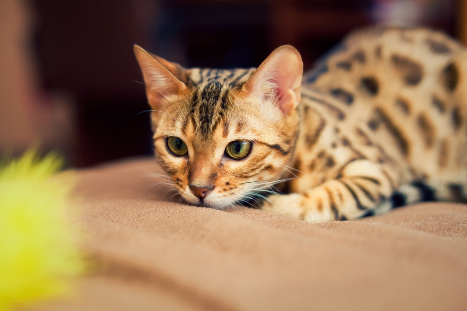 Бенгальская кошка оранжевая