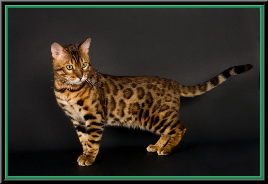Бенгальская короткошерстная