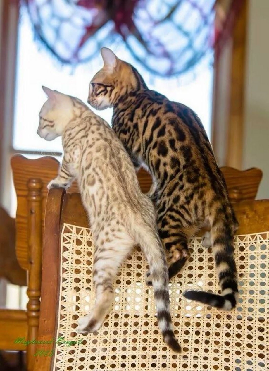 Бенгальская кошка меланистик