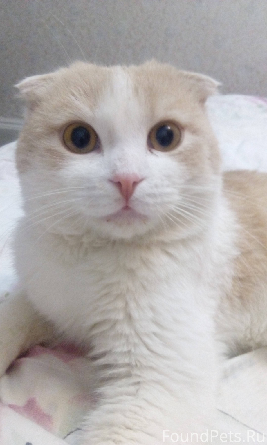 Персиковый британец котенок