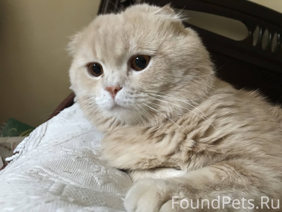 Скотишфолд котята