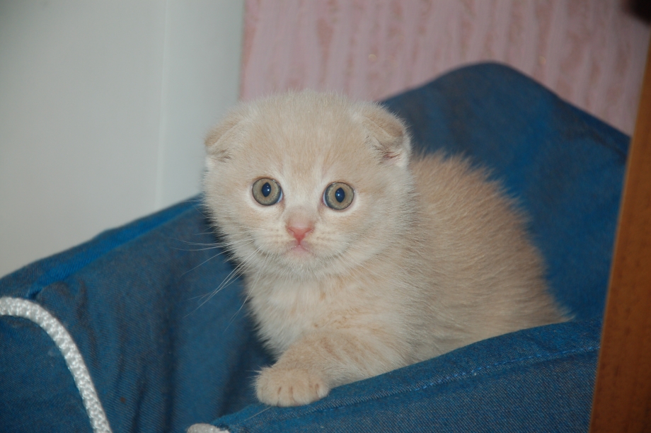 Шотландская вислоухая кофе с молоком