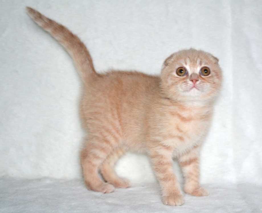 Скоттиш фолд персиковый