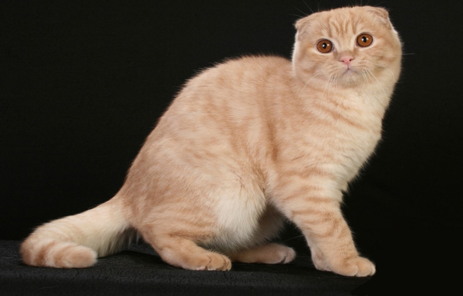 Британский кот прямоухий персиковый