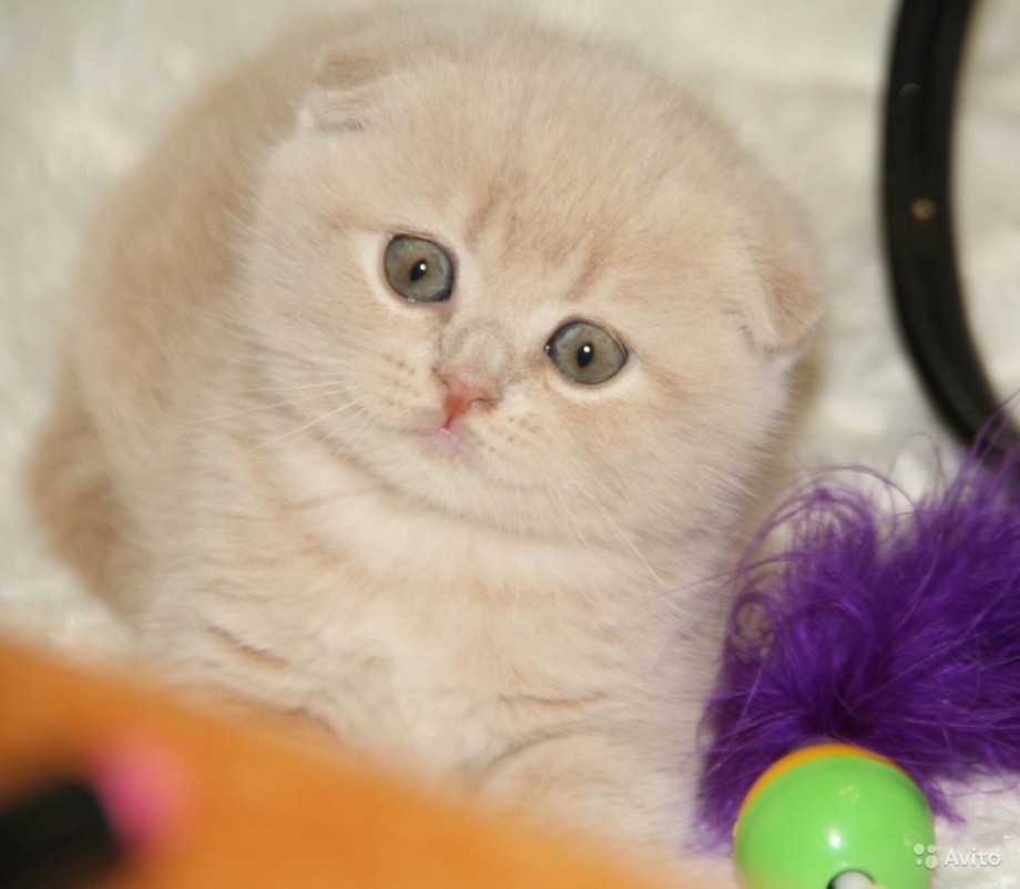 Редкая кошка вислоухая