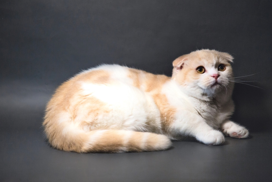 Британский Карташевский кот персиковый