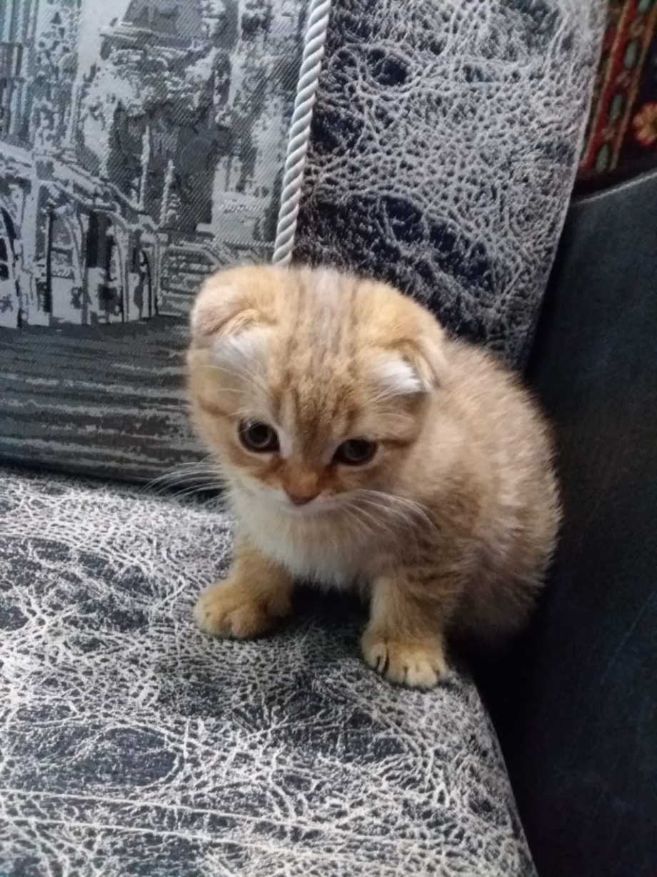Шотландская вислоухая кошка рыжая