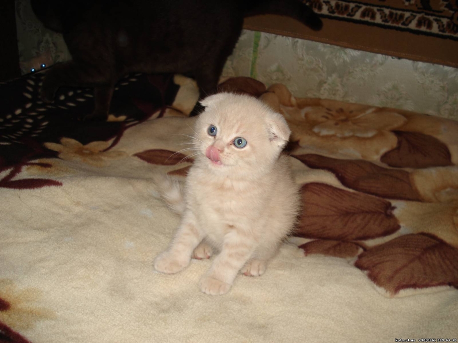 Британская вислоухий кот питомник