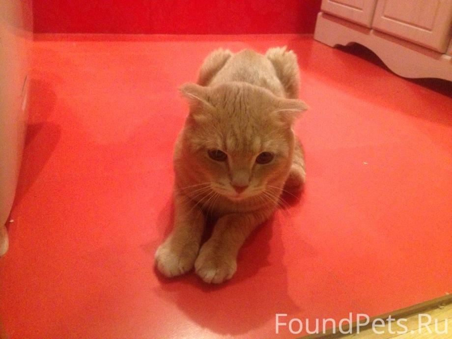 Вислоухая кошка скоттиш фолд